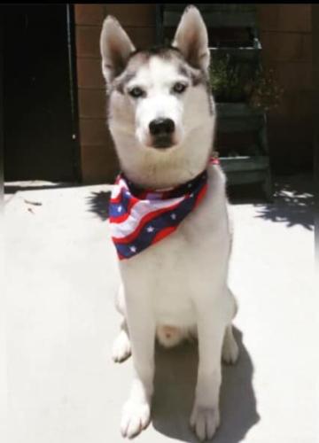 Lost Male Dog last seen Colorado and Monroe, Riverside, CA 92504