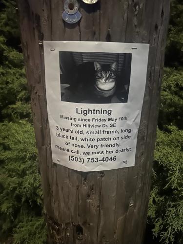Lost Female Cat last seen Hillview dr se, Salem, OR 97302