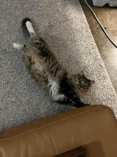 Lost Male Cat last seen S Arlington Ave, 23rd st, winner rd area , Independence, MO 64052