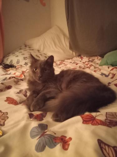 Lost Male Cat last seen Forrest St , Canyon Country, CA 91351