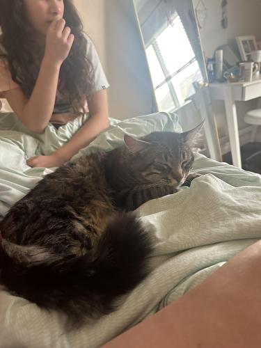 Lost Male Cat last seen SW Morgan Way and Fox Avenue, Troutdale, OR 97060