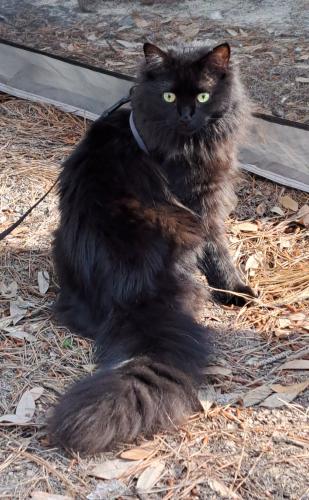 Lost Female Cat last seen Sycamore Lodge RV Resort, Jackson Springs, NC 27281