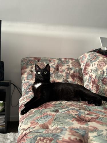 Lost Male Cat last seen Cedar and Edgewood, Cleveland Heights, OH 44118