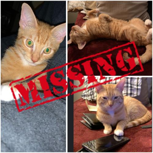 Lost Male Cat last seen Whittier blvd , East Los Angeles, CA 90022
