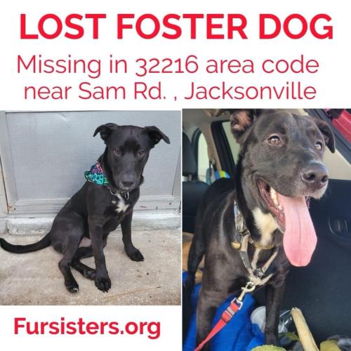 Lost Male Dog last seen Adolf Wurn Park, Dean rd and dunkin donut on University , Jacksonville, FL 32216