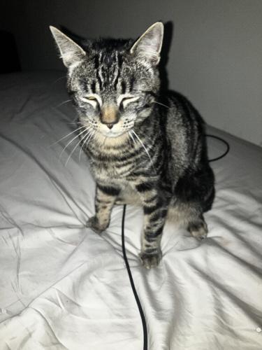 Lost Male Cat last seen Windsor ridge, Sacramento, CA 95827