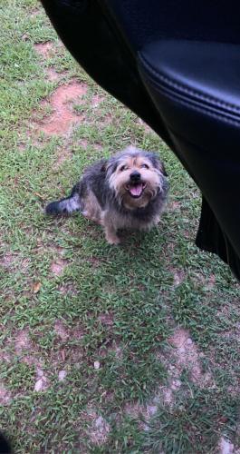 Lost Male Dog last seen Hoods mill rd or down that road a little, Commerce, GA 30529