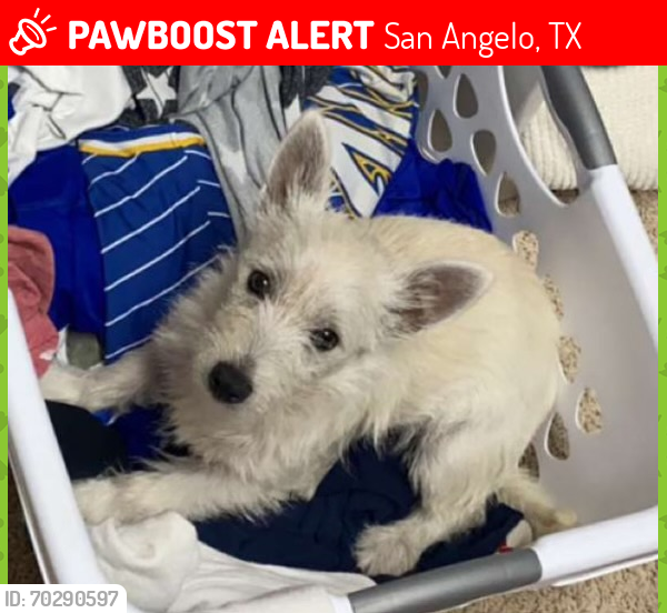 Lost Male Dog last seen By Houston Harte and Arden Road by the WoodSpring Suite Hotel, San Angelo, TX 76901
