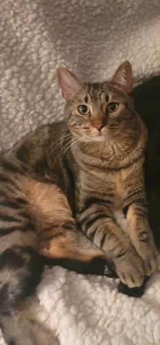 Lost Male Cat last seen El Campo Grande and Torrey Pines, Las Vegas, NV 89130