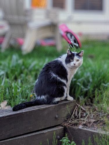 Lost Male Cat last seen Broad Ripple Middle School, Indianapolis, IN 46220