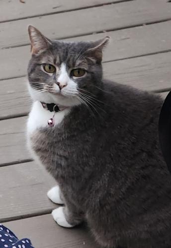 Lost Female Cat last seen OLd Ivy Rd near Wieuca (30342), Atlanta, GA 30326