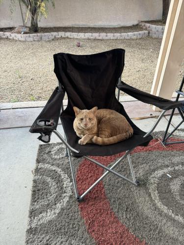Lost Male Cat last seen Silverado ranch and Spencer , Las Vegas, NV 89123
