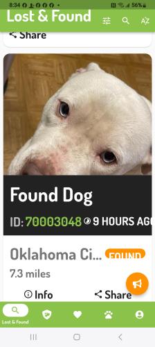 Lost Male Dog last seen Oakcliff, Oklahoma City, OK 73135