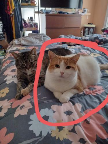 Lost Male Cat last seen Ai=Airport highway and South main St Swanton ohio, Swanton, OH 43558