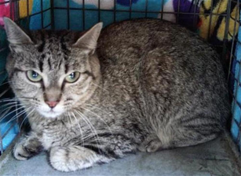 Shelter Stray Unknown Cat last seen Near BLOCK GRANT ST, HOLLYWOOD FL 33024, Davie, FL 33312
