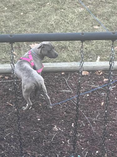Lost Female Dog last seen Kappes street and Olive, Indianapolis, IN 46221