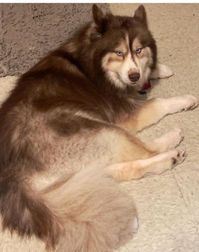 Lost Male Dog last seen Live Oak middle school , Killeen, TX 76549