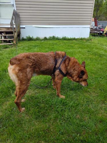 Lost Male Dog last seen Certified ran into the quarry, Columbus, OH 43207