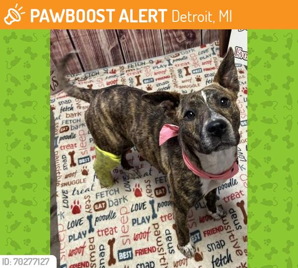 Shelter Stray Female Dog last seen Near BLOCK CHRYSLER DR, DETROIT, MI 48211, Detroit, MI 48211