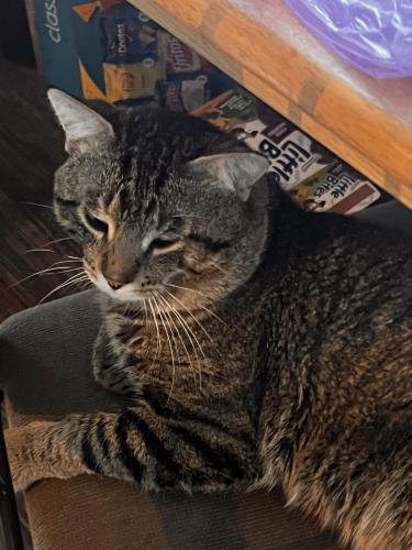 Lost Male Cat last seen between 14th and 15th, South Milwaukee, WI 53172