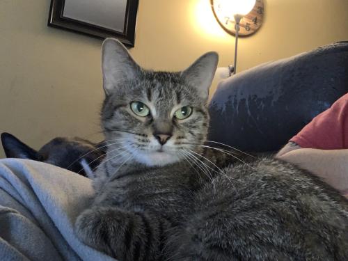 Lost Female Cat last seen Court right rd, Kimberly rd , Columbus, OH 43232