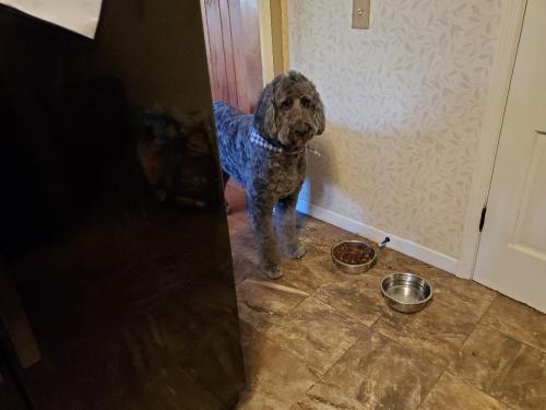 Lost Male Dog last seen 106th St and Crosspoint Blvd, Fishers, IN 46256