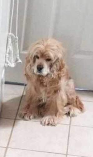 Lost Female Dog last seen Sacramento St, Vallejo, CA 94590