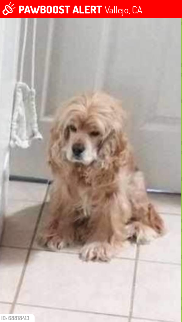 Lost Female Dog last seen Sacramento St, Vallejo, CA 94590