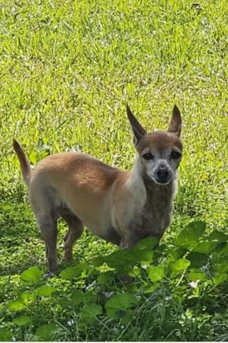 Lost Female Dog last seen E 61st Ave, Aurora, CO 80019