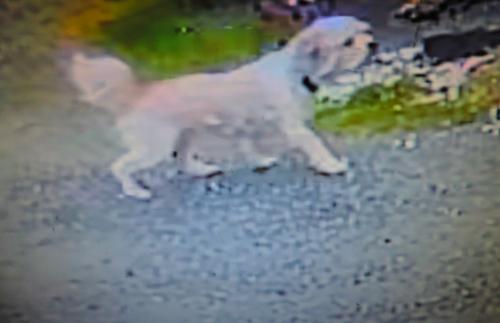 Lost Male Dog last seen 104th , Tacoma, WA 98444