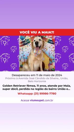 Lost Female Dog last seen Avenida José Cândido da Silveira, União, MG 31170-380
