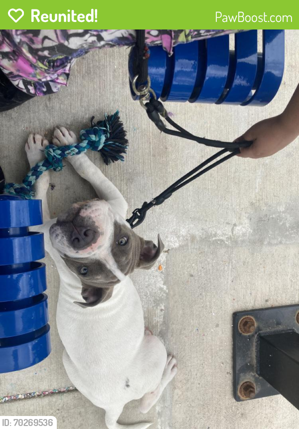 Reunited Male Dog last seen Park Plaza, San Antonio, TX 78237, USA, San Antonio, TX 78237