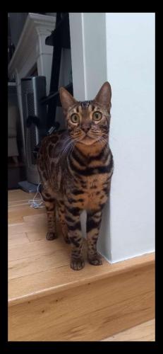 Lost Male Cat last seen Banstead golf club , Greater London, England SM2 7DH
