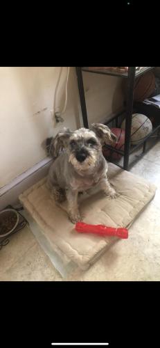 Lost Male Dog last seen Maple avenue and broad st, Hartford, CT 06114