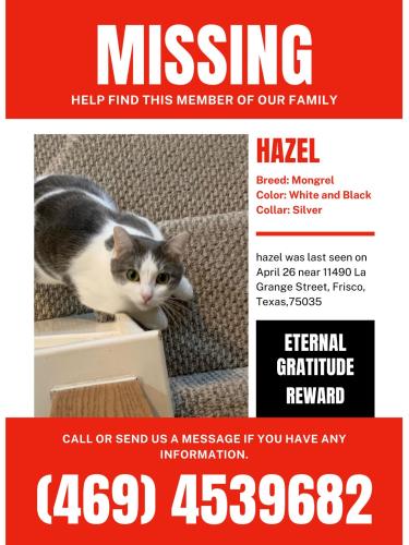 Lost Female Cat last seen Near La Grange dr, Frisco, TX 75035