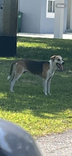 Lost Male Dog last seen Lois and Lemon near Beach Park area in Tampa, Florida., Tampa, FL 33609