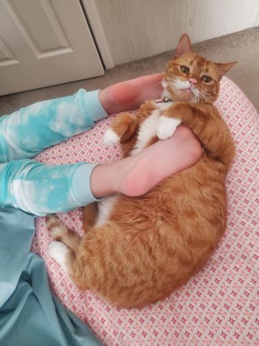 Lost Male Cat last seen Woodland subdivision , Raeford, NC 28376
