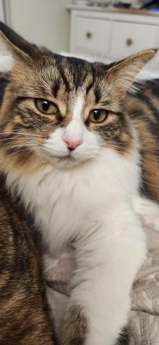 Lost Female Cat last seen Hall Road and Heydenreich, Clinton Township, MI 48036