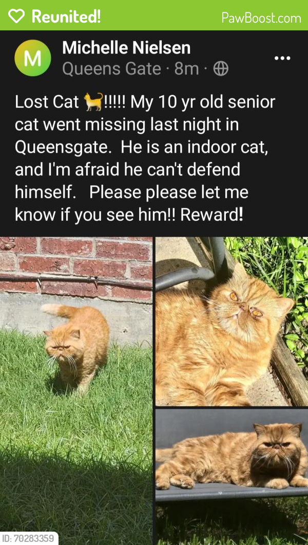 Reunited Male Cat last seen Rowalter & Preston Rd. , Frisco, TX 75035