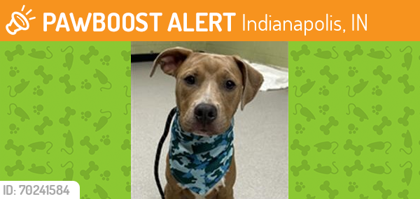 Shelter Stray Male Dog last seen Near , Indianapolis, IN 46221