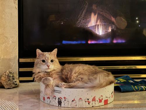 Lost Male Cat last seen Near burgwin wright way, Cary NC , Cary, NC 27519