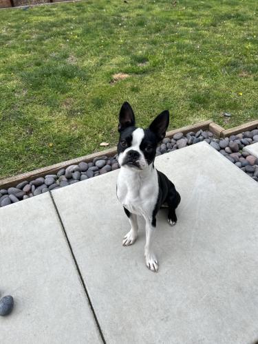 Lost Male Dog last seen Tustin and Rochester near Harper Park, Costa Mesa, CA 92627