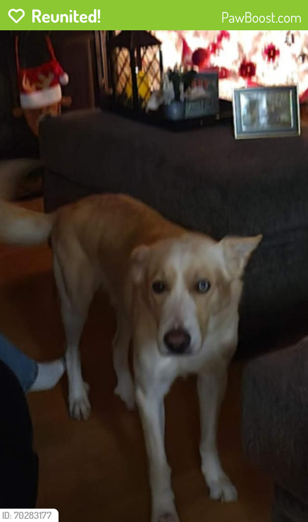 Reunited Male Dog last seen Clay Mathis, Mesquite, TX 75181