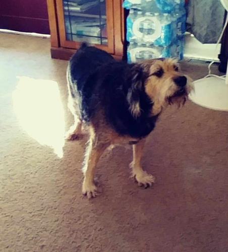 Lost Male Dog last seen Eastern Ave and Daughtry/ Eastern Ave and Mercer, Rocky Mount, NC 27801
