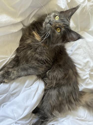 Lost Female Cat last seen Gedling grove, Arnold , Arnold, England NG5