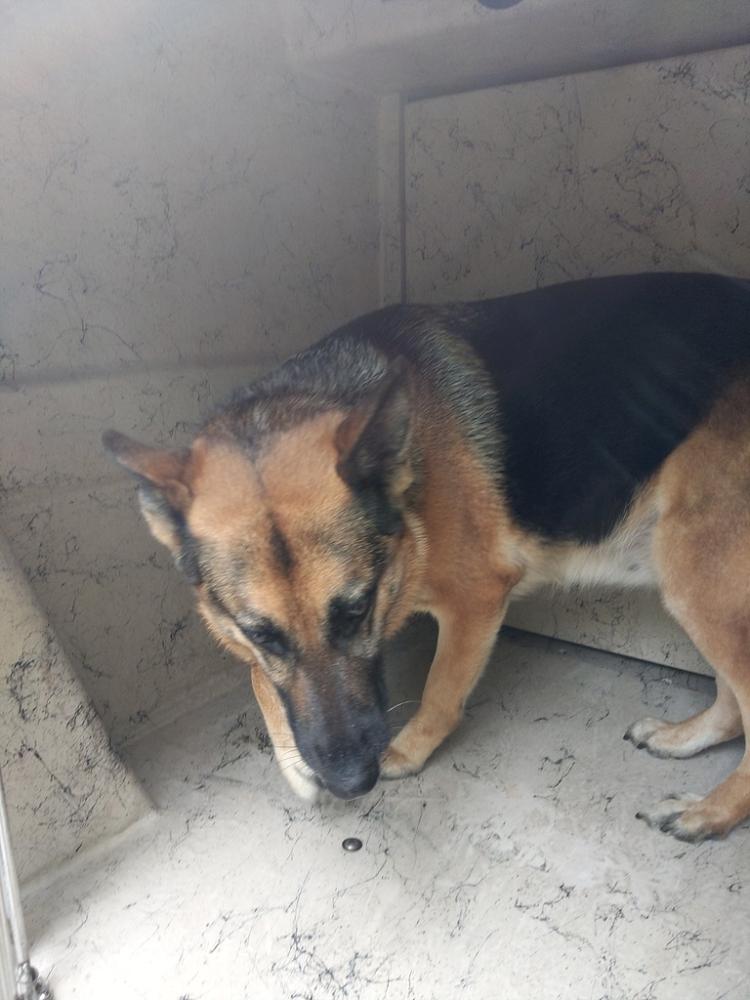 Shelter Stray Female Dog last seen Near Seafood Lane, LAFAYETTE, LA, 70501, Lafayette, LA 70507