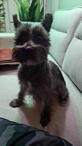 Lost Female Dog last seen Greenfield and Chicago , Detroit, MI 48228