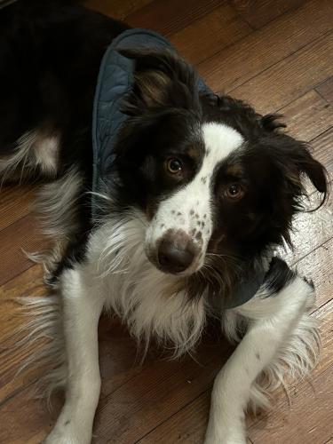 Lost Male Dog last seen Barker and West Franklin, Evansville, IN 47712