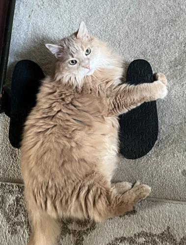 Lost Male Cat last seen Jenks Carpenter and Holt RD, Cary, NC 27519