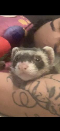 Lost Male Ferret last seen Near 88th ave and 8th st alley way, St. Petersburg, FL 33702